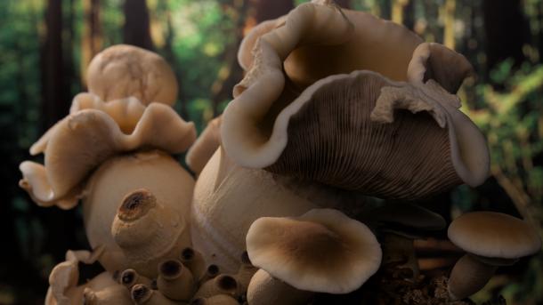 Fantastic Fungi